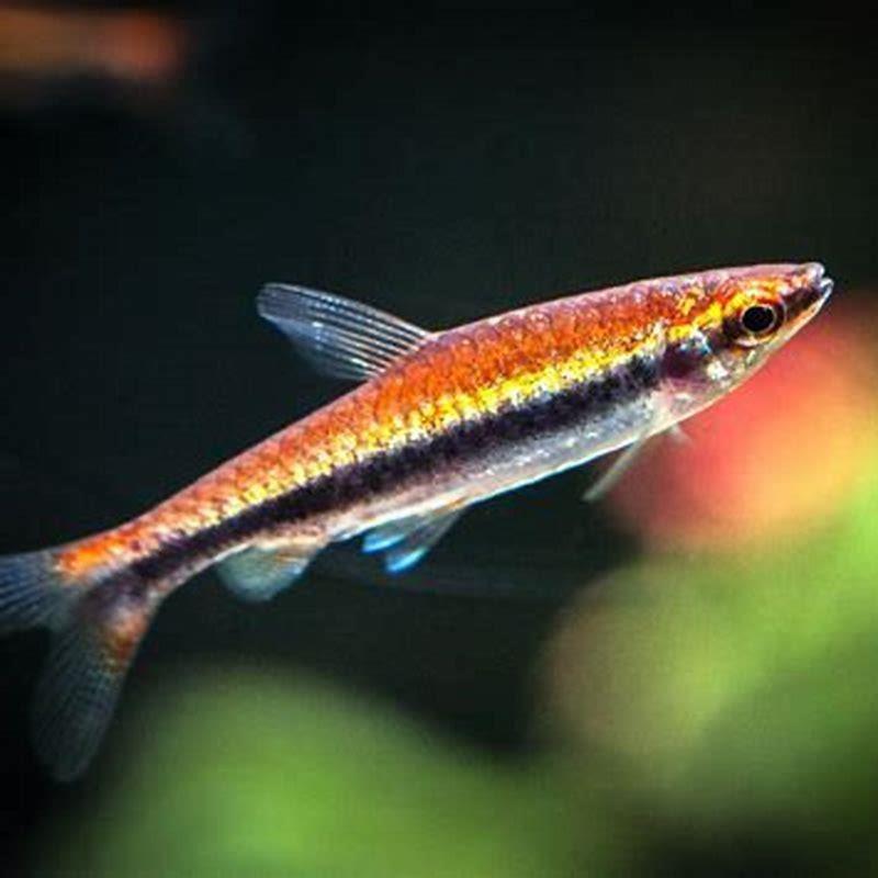 Is Pencilfish a school fish?