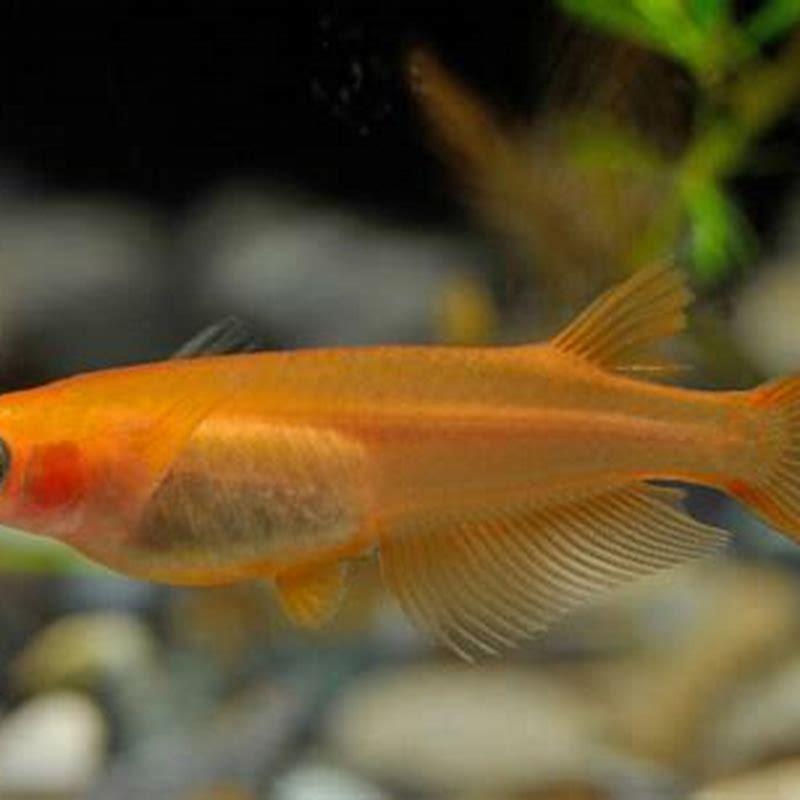Is rice fish aggressive?