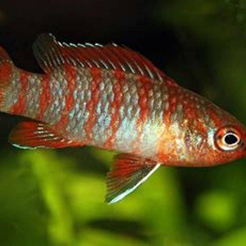 Is Scarlet Badis a community fish?