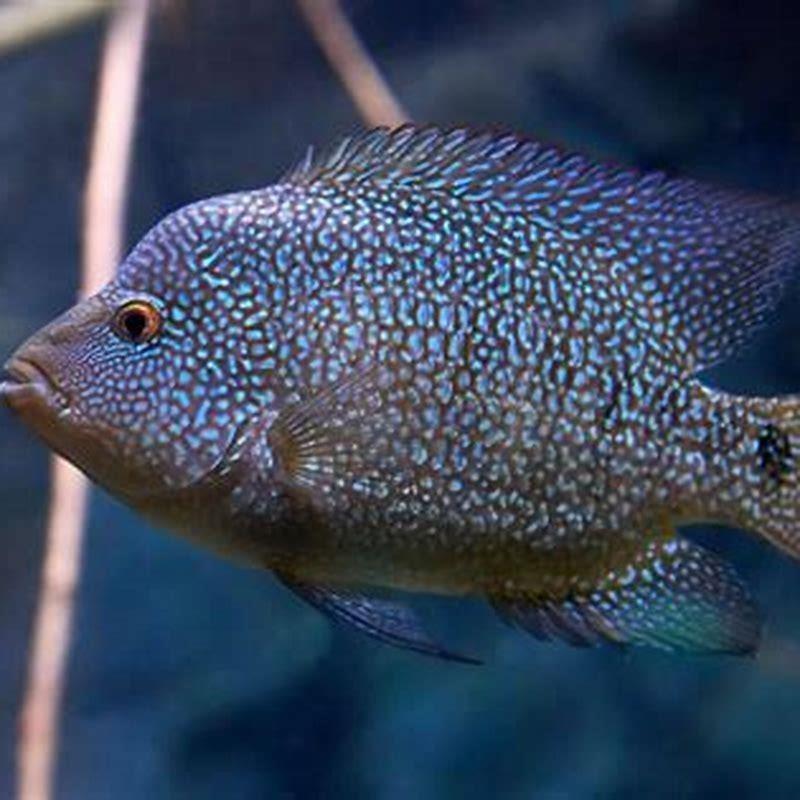 Is Texas cichlid aggressive?