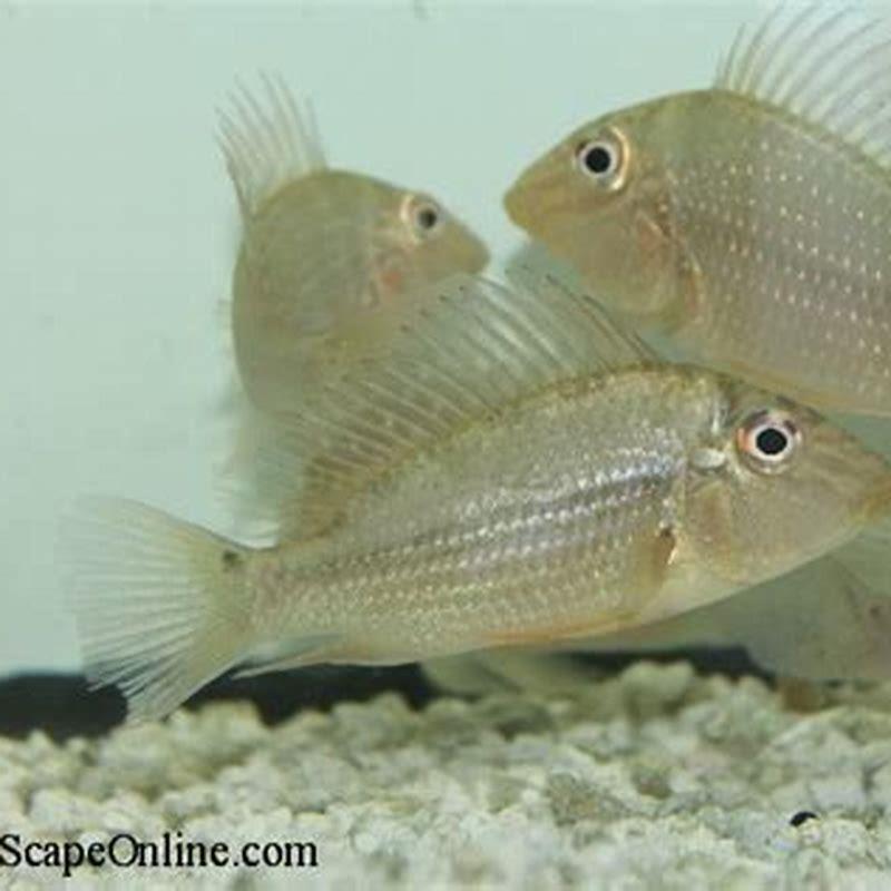 Is the demon Eartheater cichlid aggressive?