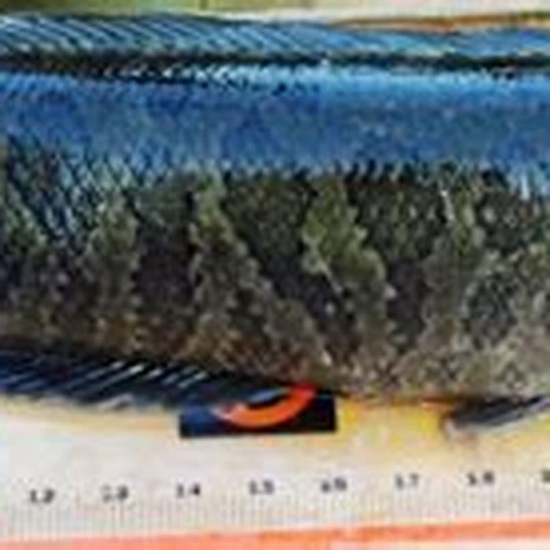 Is there snakehead fish in Australia?