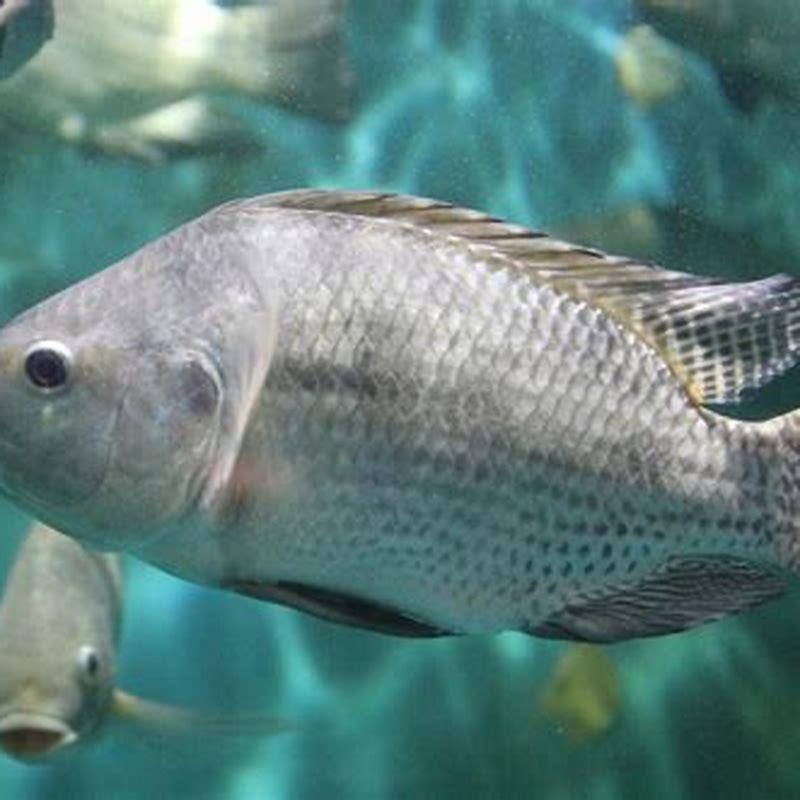 Is tilapia an invasive fish?