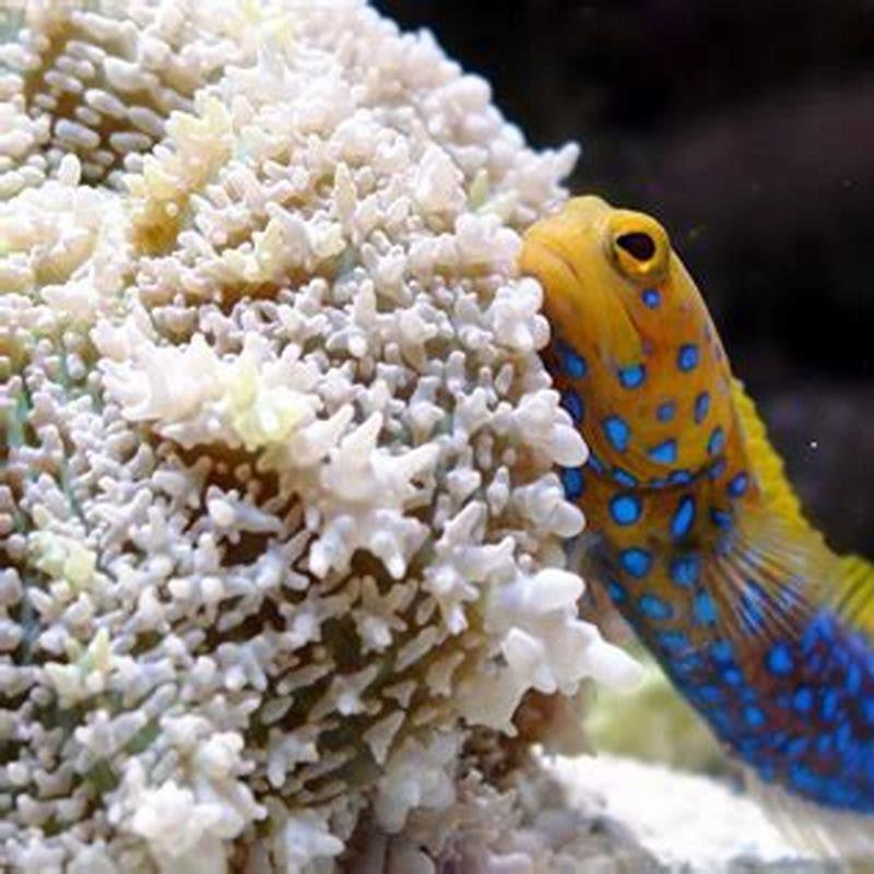 What aquarium fish has the most personality?