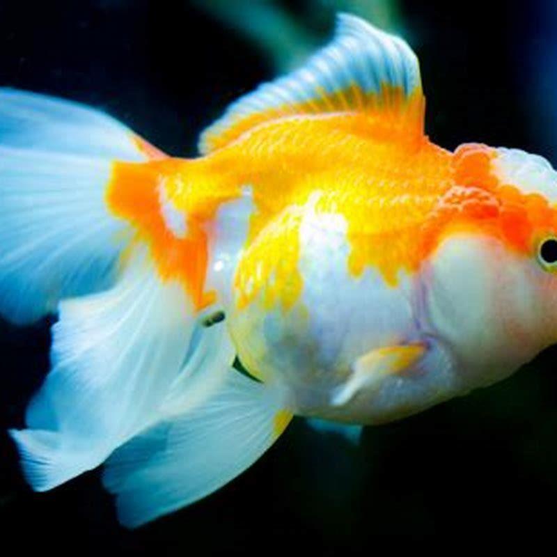 what-are-orange-and-white-fish-diy-seattle