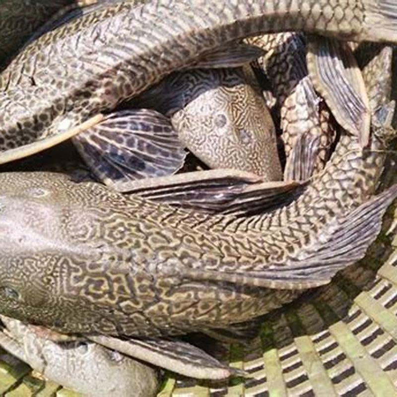 What are the small sucker fish called?