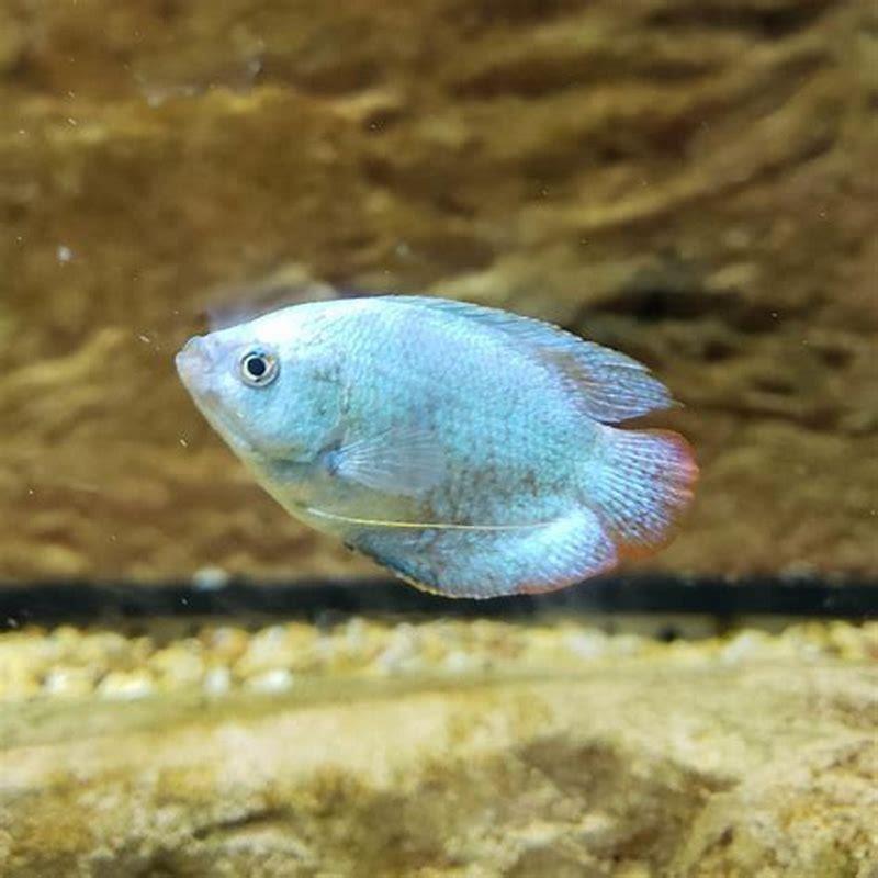 What can gourami live with?