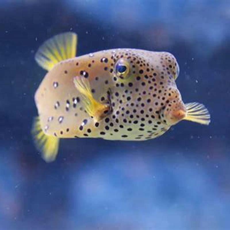 What can I feed my green spotted puffer fish? - DIY Seattle