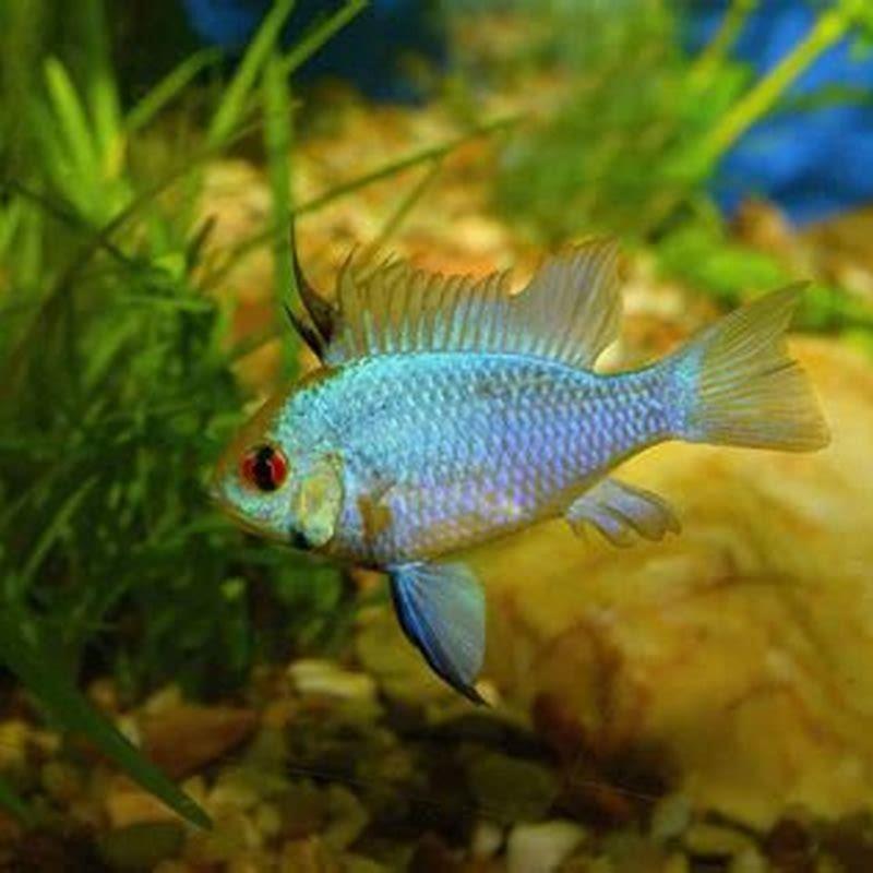 What can I keep with Apistogramma?