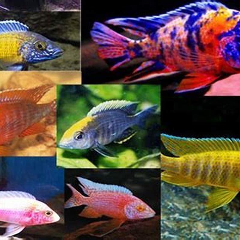 what-cichlids-are-compatible-diy-seattle