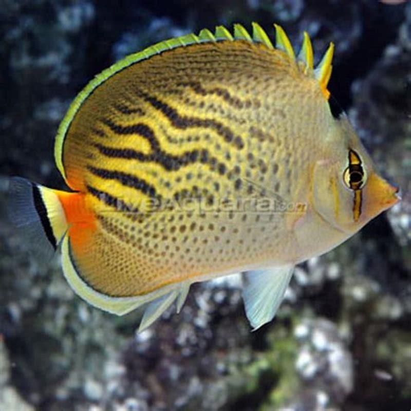 What class is the butterfly fish in?