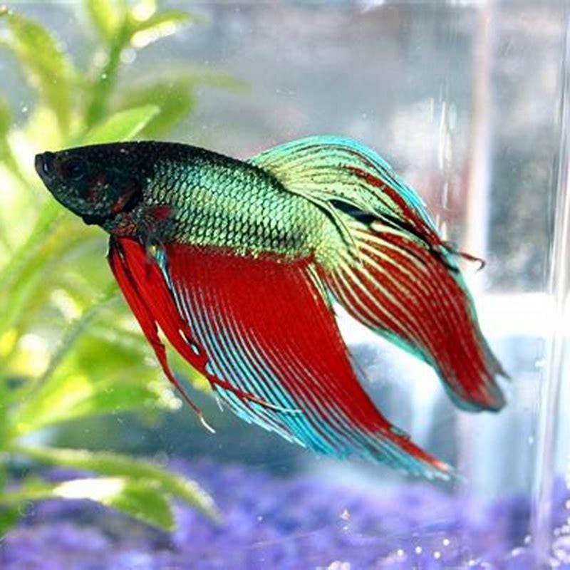 what-colors-do-betta-fish-like-diy-seattle