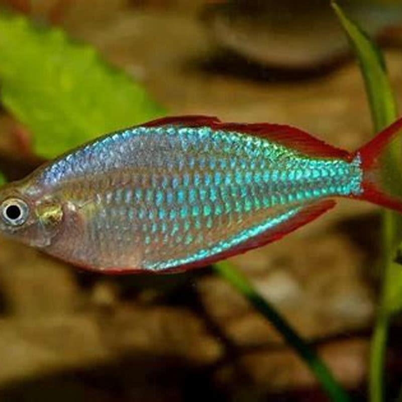What do Australian rainbow fish eat?