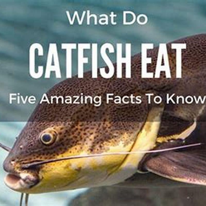 What do blind catfish eat?