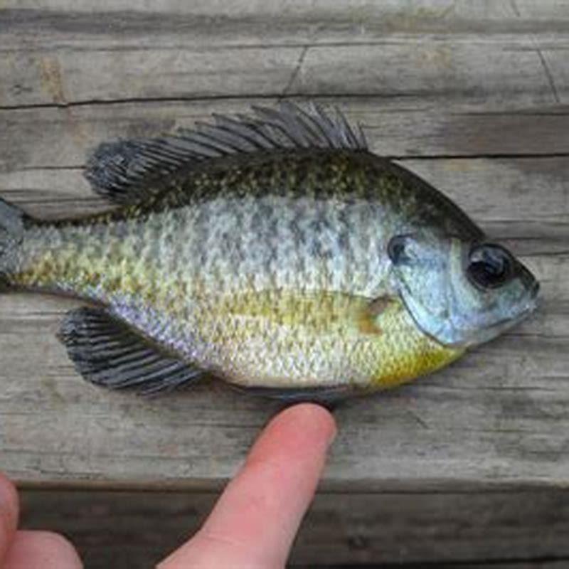 What do bluegills eat captivity? - DIY Seattle