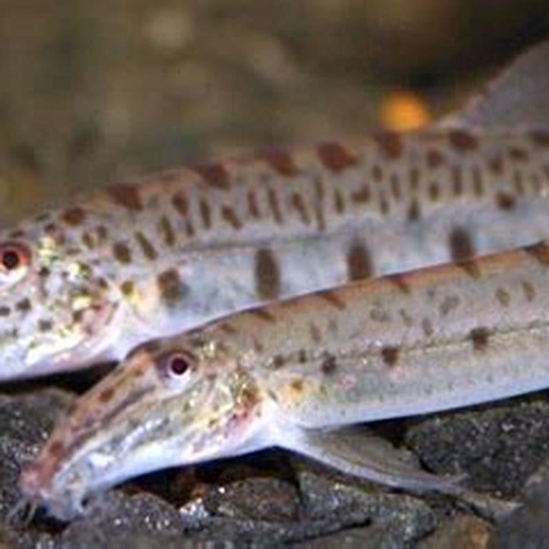 What do horse face loaches eat? - DIY Seattle