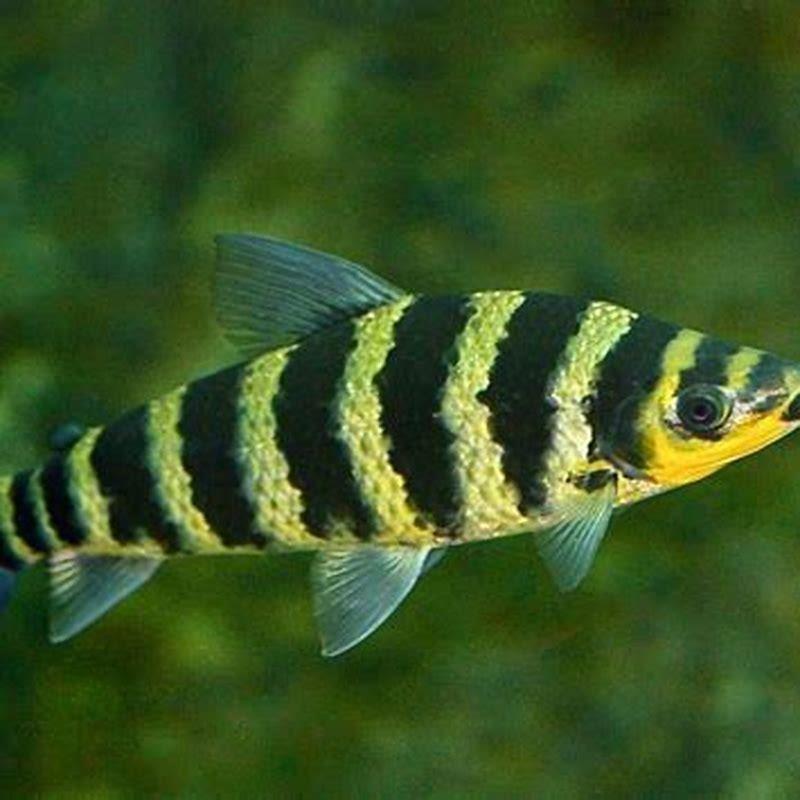 What do Leporinus fish eat?
