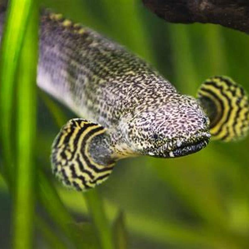 what-do-ornate-bichir-eat-diy-seattle