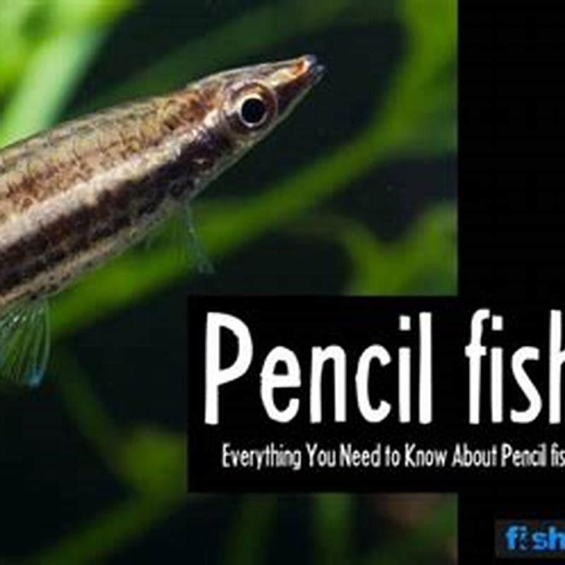 What do pencil fish eat?