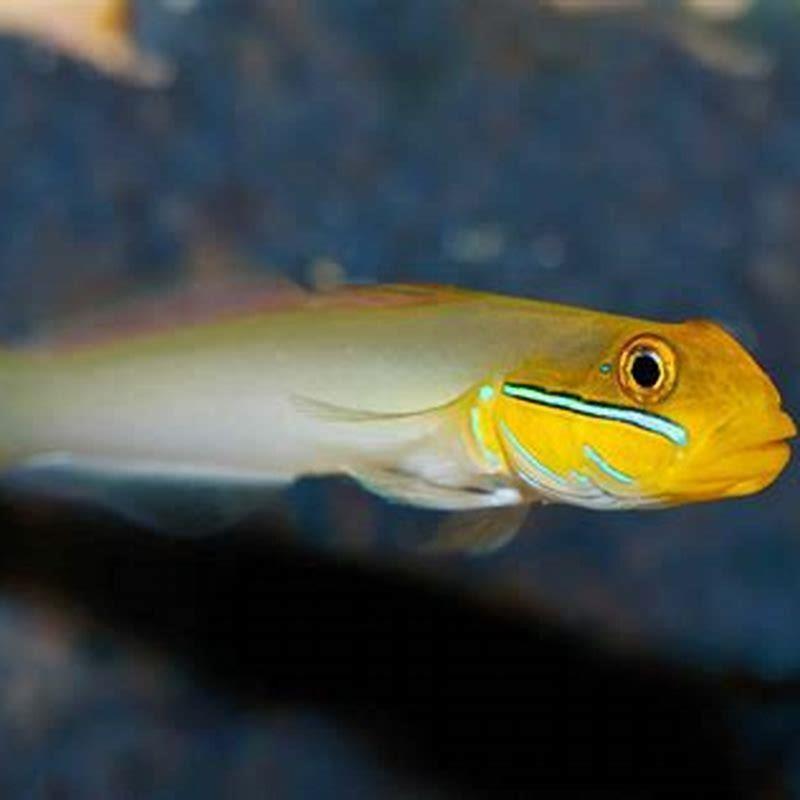 What do sleeper gobies eat? DIY Seattle