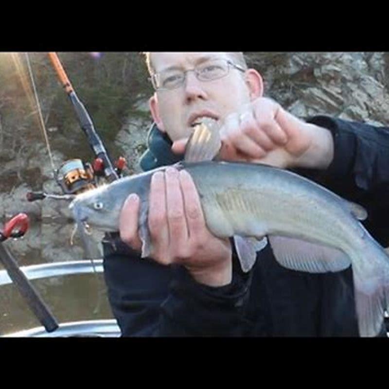 What do you do if you get stung by a bullhead?
