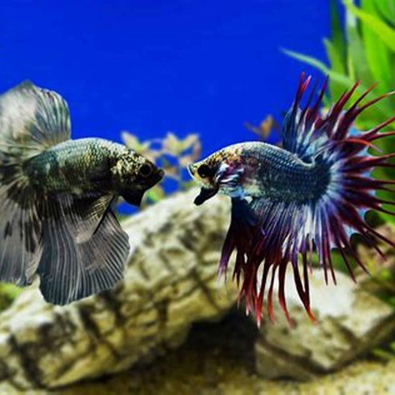 What do you do with an aggressive fish?