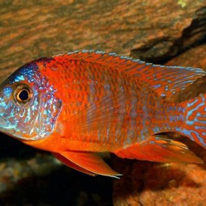 What do you do with an aggressive peacock cichlid?
