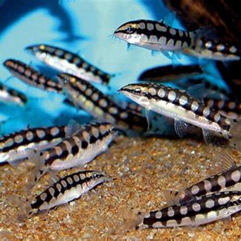 What do you feed a dwarf chain loach?