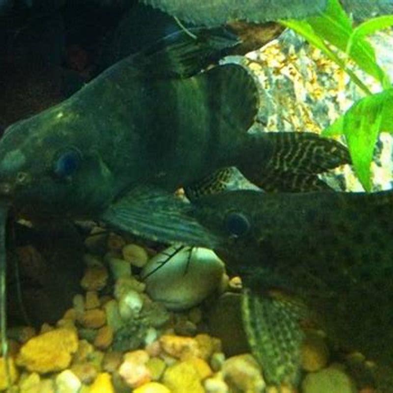 What do you feed a Featherfin catfish?