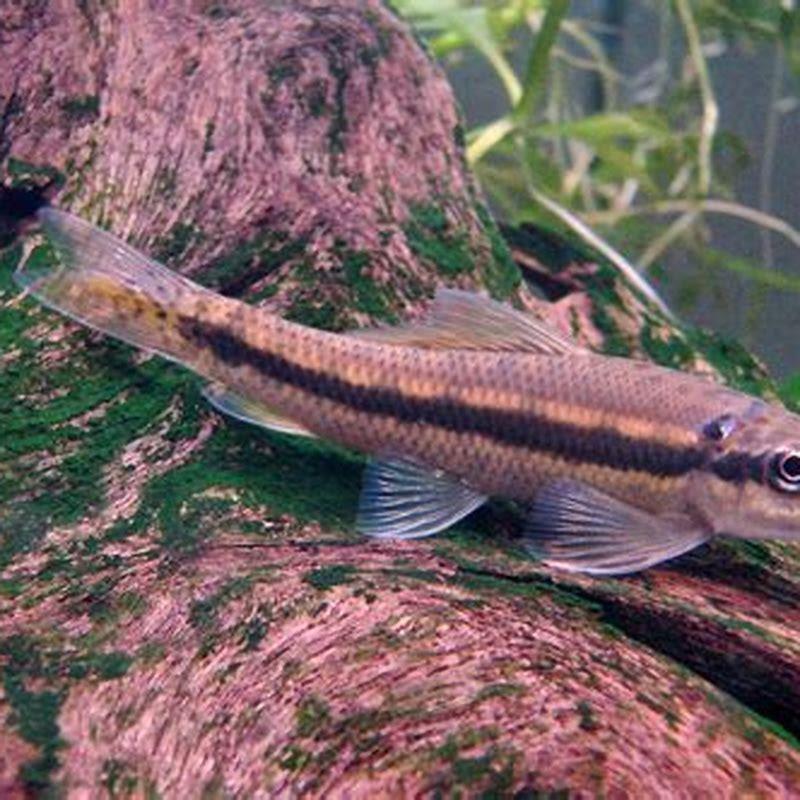 What does a Siamese algae eater look like?
