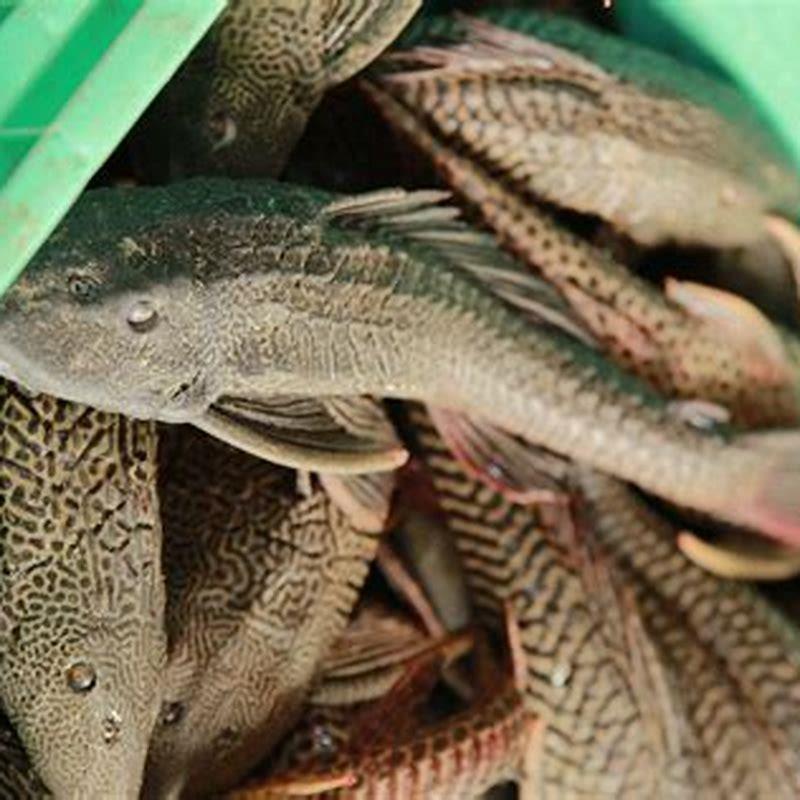 What does armored catfish taste like?