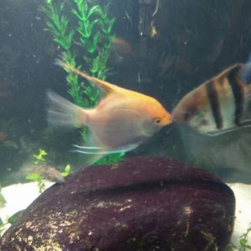 what-does-it-mean-when-cichlids-lock-mouths-diy-seattle