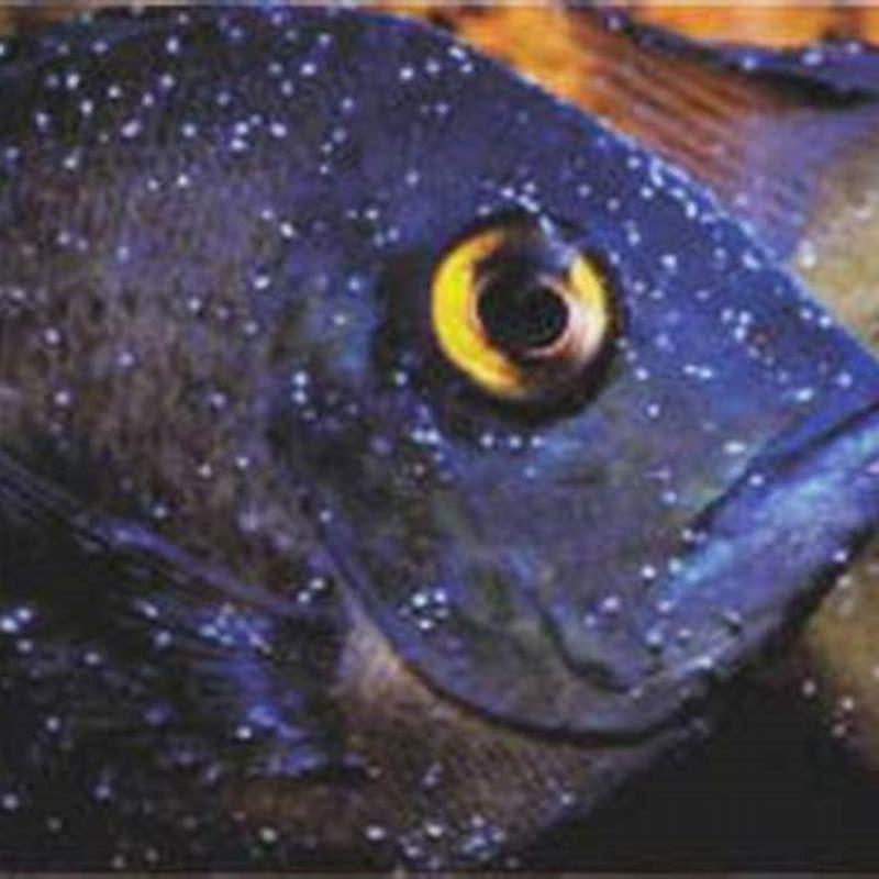 What does white spot disease look like on a fish?