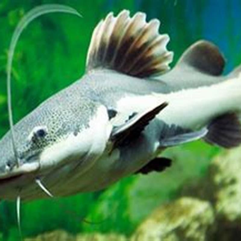 What fish are compatible with red tail catfish?