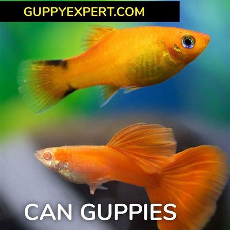 What fish can be kept with guppies? - DIY Seattle