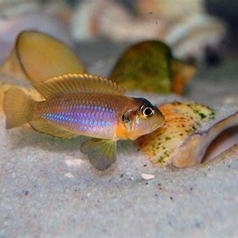 What fish can be kept with shell dwellers?