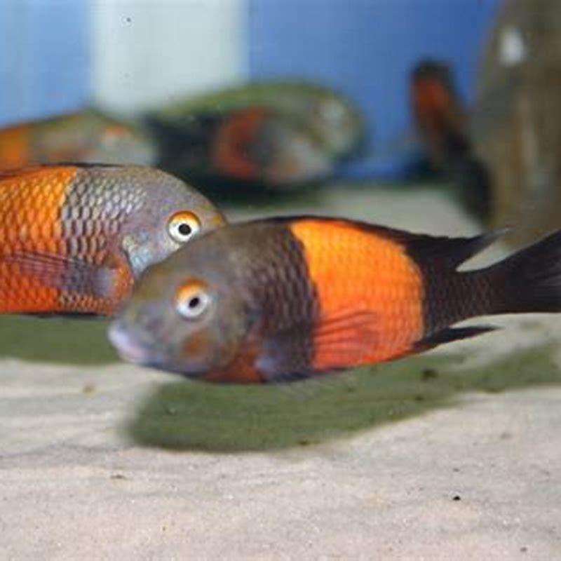 what-fish-can-i-keep-with-tropheus-diy-seattle