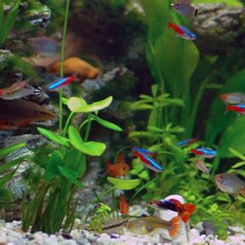 What Fish Can I Put With Guppies And Tetras DIY Seattle