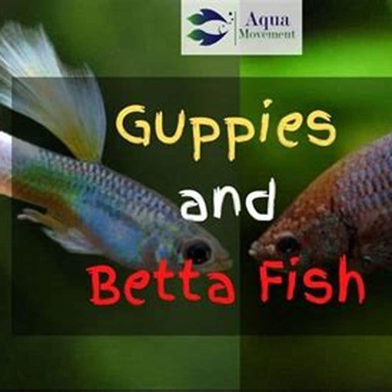What fish can I put with guppies?