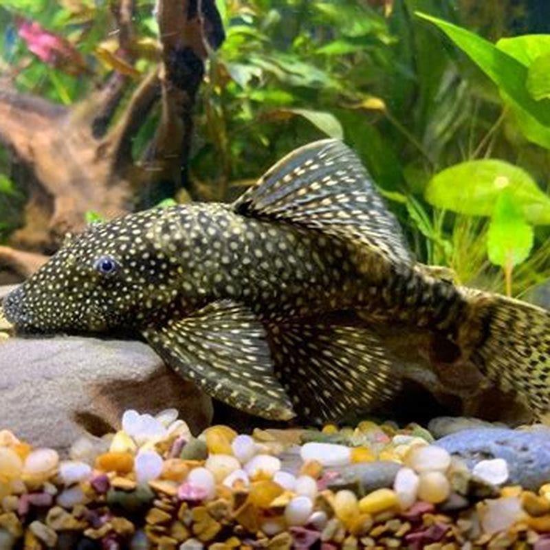 What fish can live with a Bristlenose pleco?