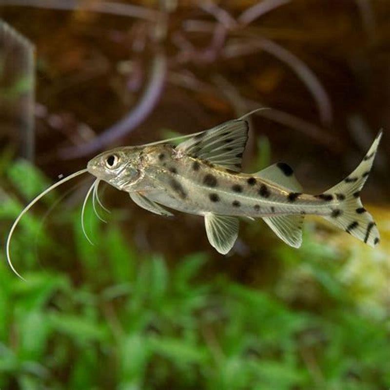 what-fish-can-live-with-a-pictus-catfish-diy-seattle