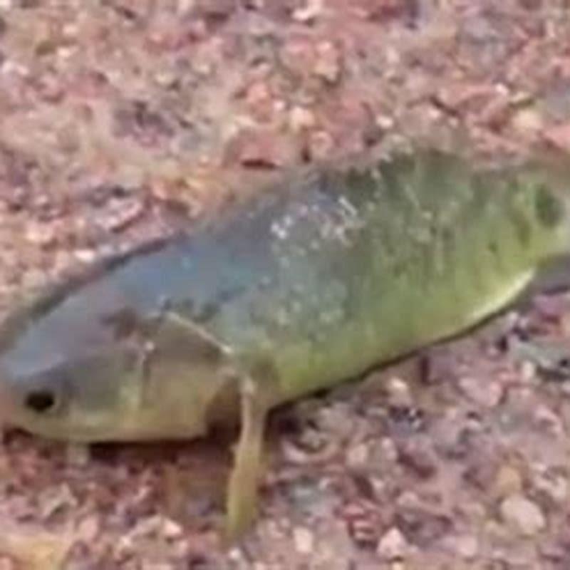 What fish can live with climbing perch?