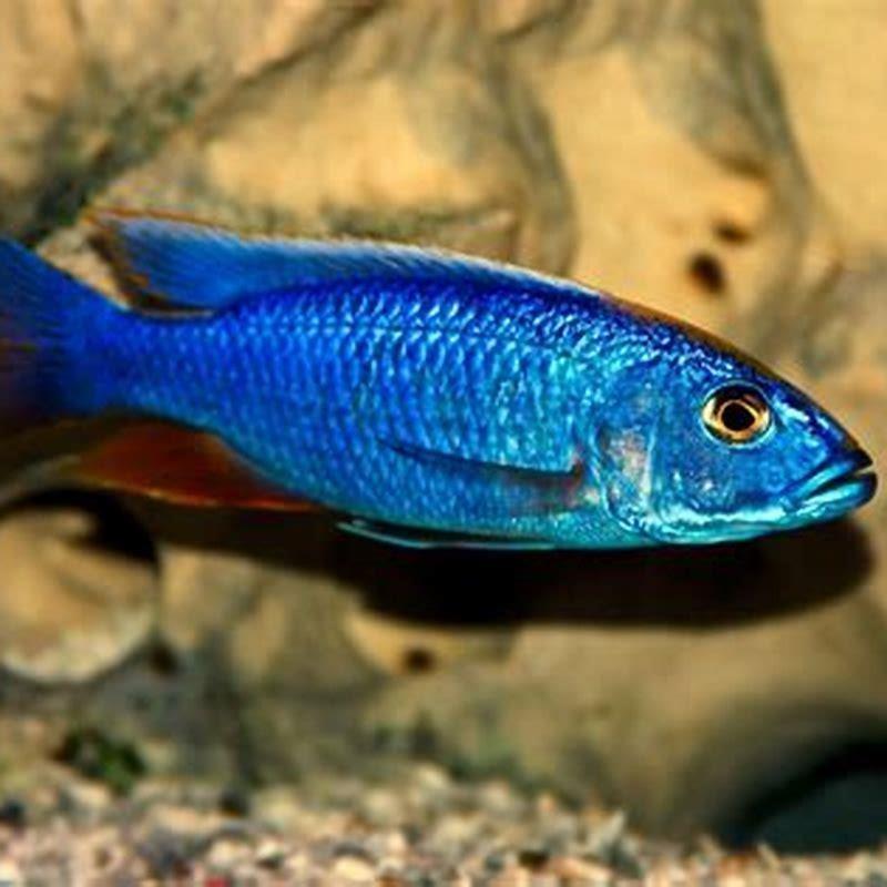 what-fish-can-live-with-electric-blue-cichlids-diy-seattle