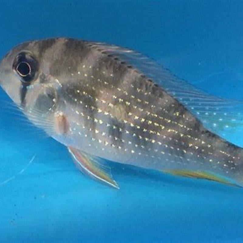 What fish can live with Geophagus?