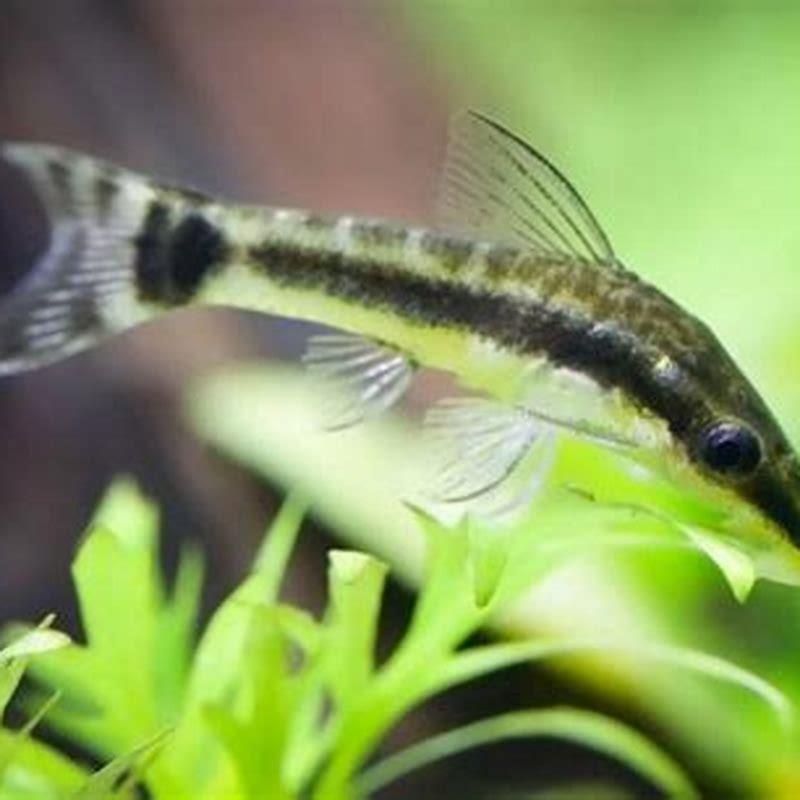 What fish can live with Otocinclus?