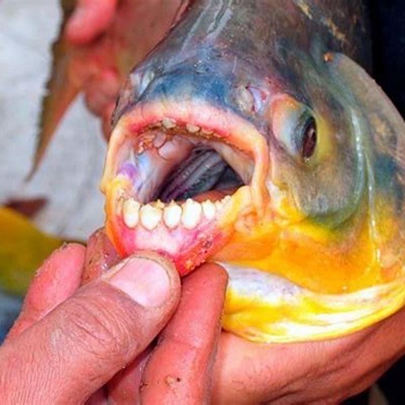 What fish can live with pacu fish?