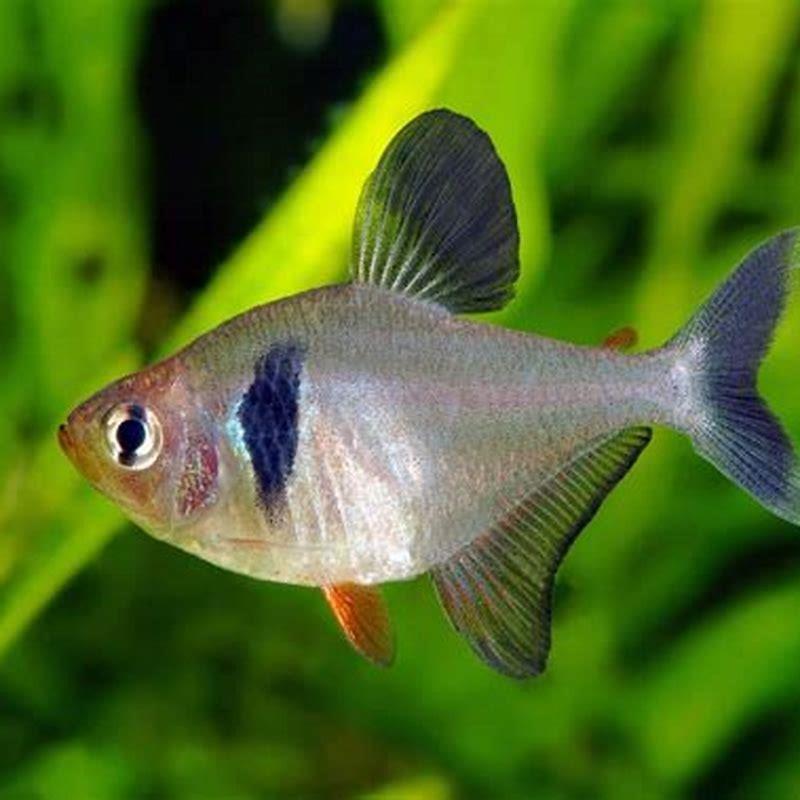 What fish can live with Phantom tetras? - DIY Seattle