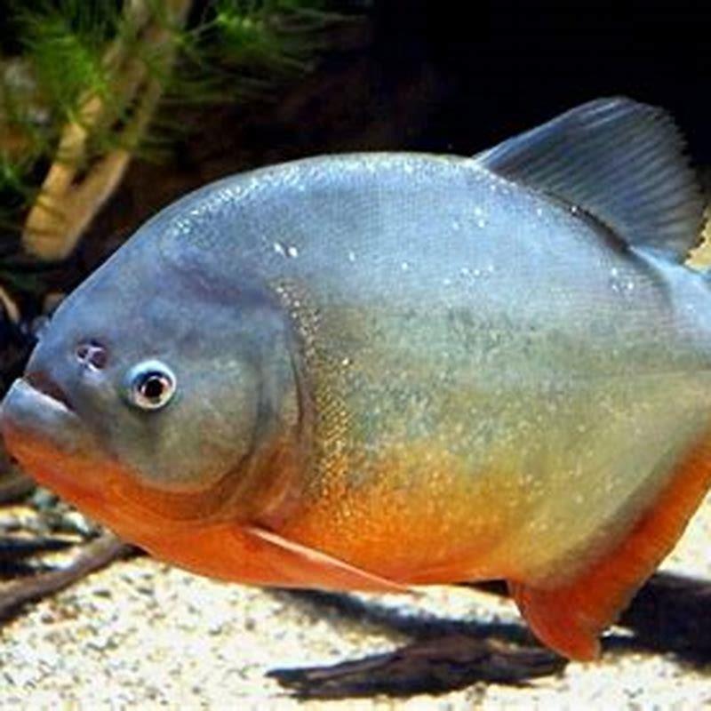 What fish can live with red belly piranha? - DIY Seattle