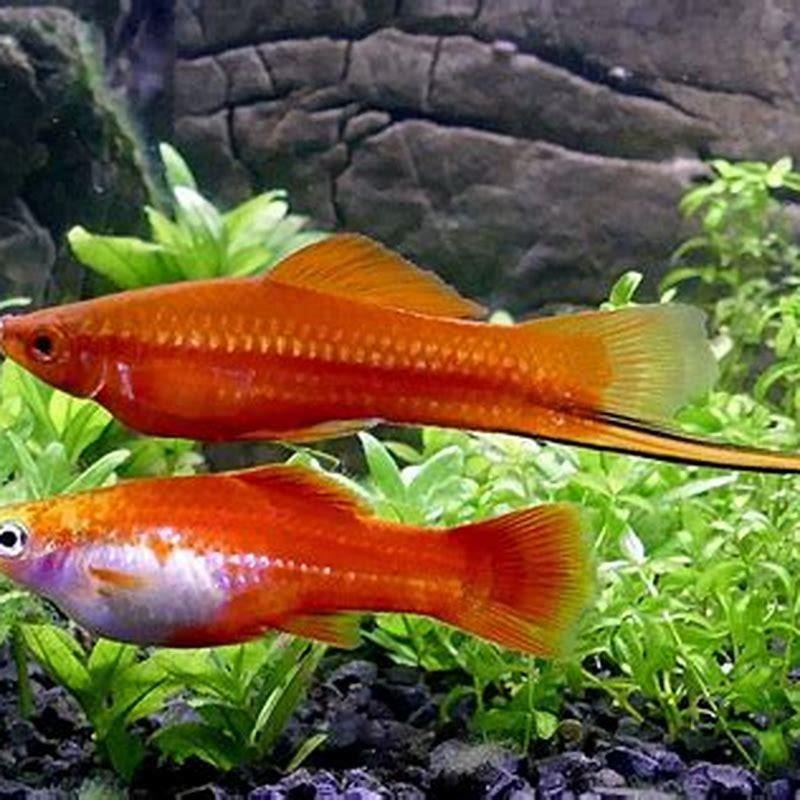 What fish can live with swordtail?