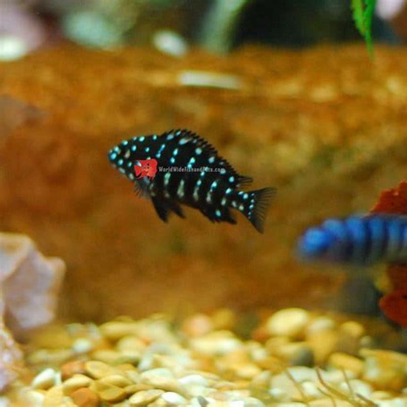 what-fish-can-live-with-tropheus-diy-seattle